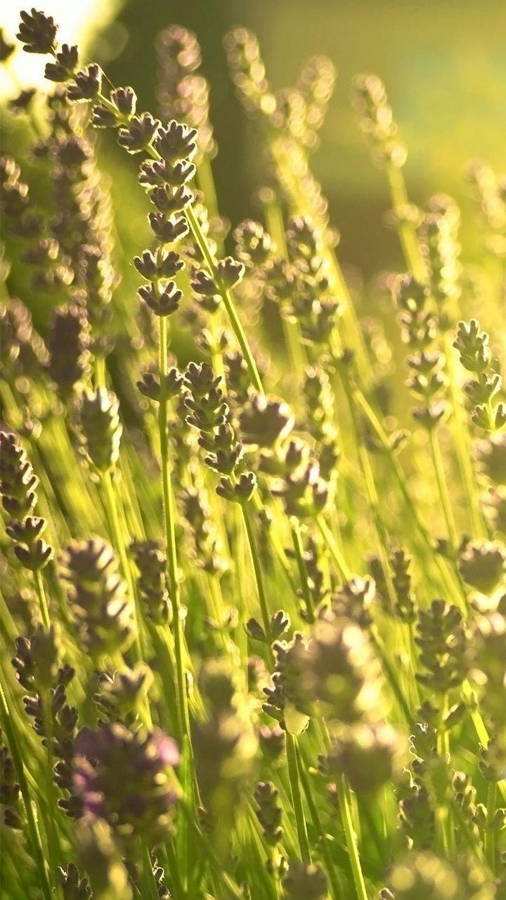 阳光, 草, 草地上, 草家庭, 农作物 壁纸 720x1280 允许