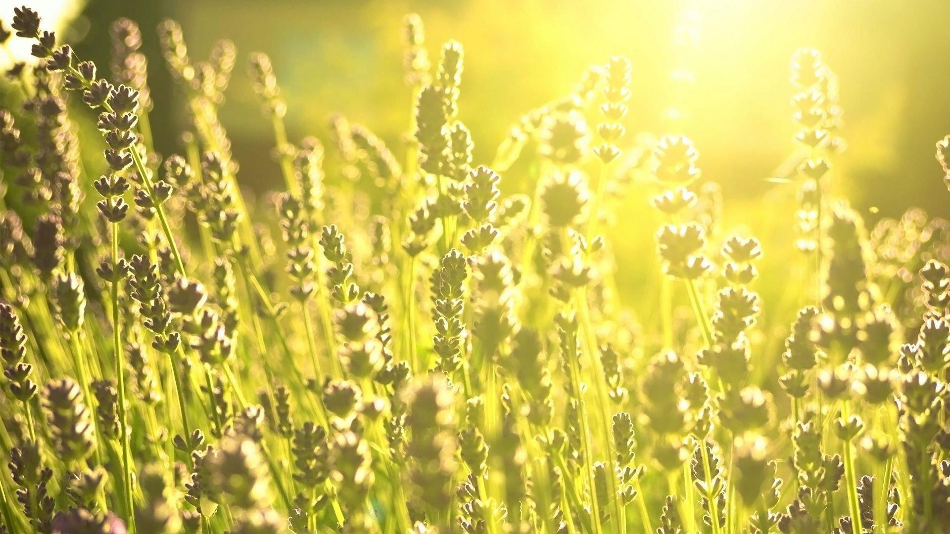 Gelbes Blumenfeld Tagsüber. Wallpaper in 1920x1080 Resolution
