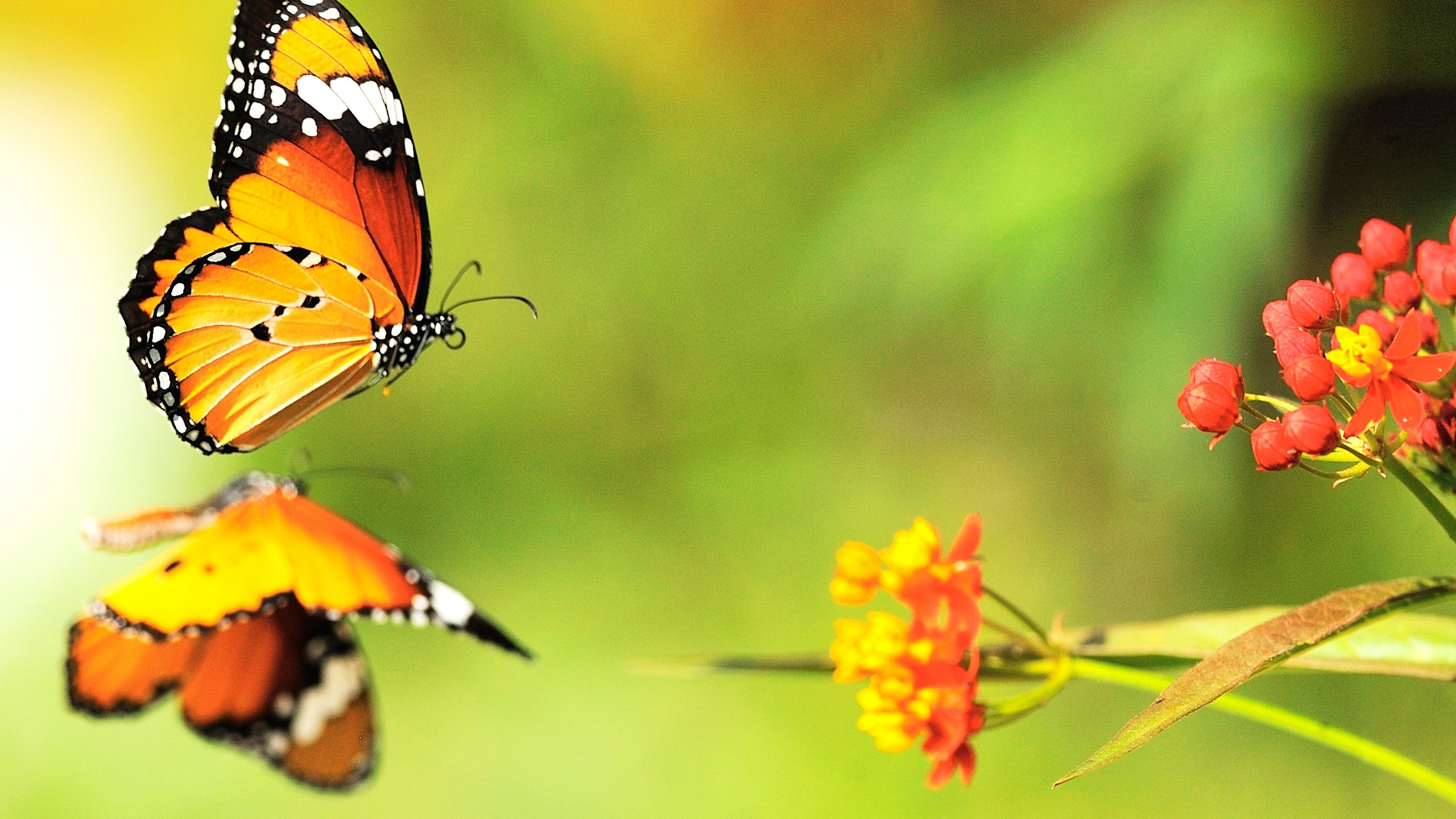 Monarch Butterfly Perched on Yellow Flower in Close up Photography During Daytime. Wallpaper in 2560x1440 Resolution