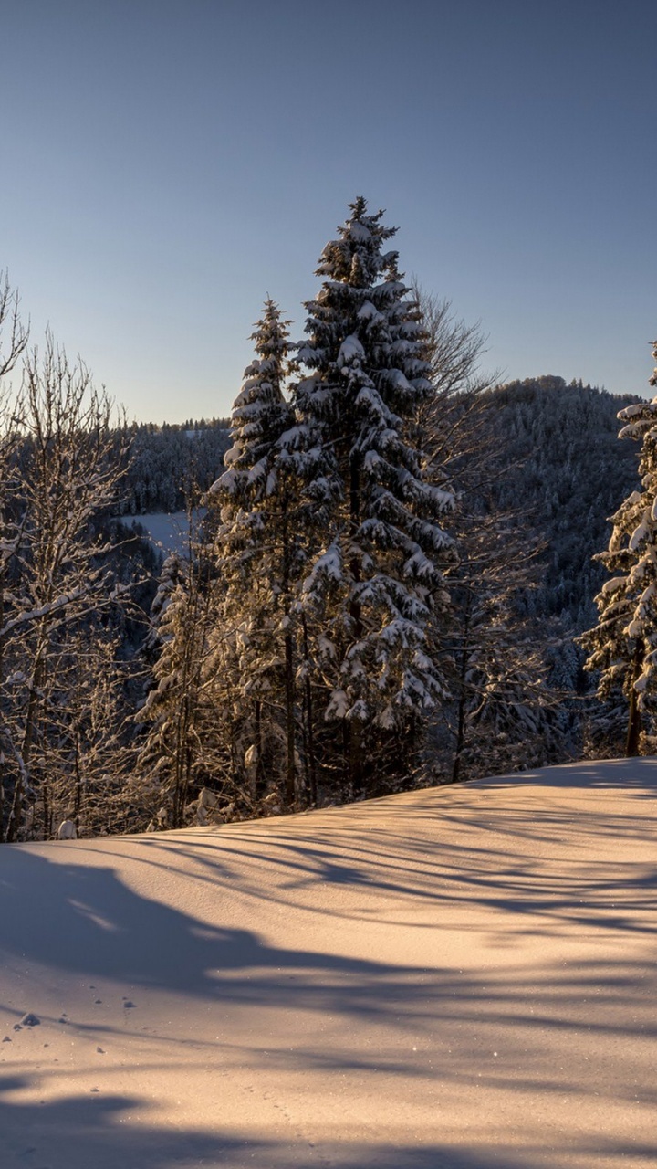 Tagsüber Grüne Pinien Auf Schneebedecktem Boden. Wallpaper in 720x1280 Resolution