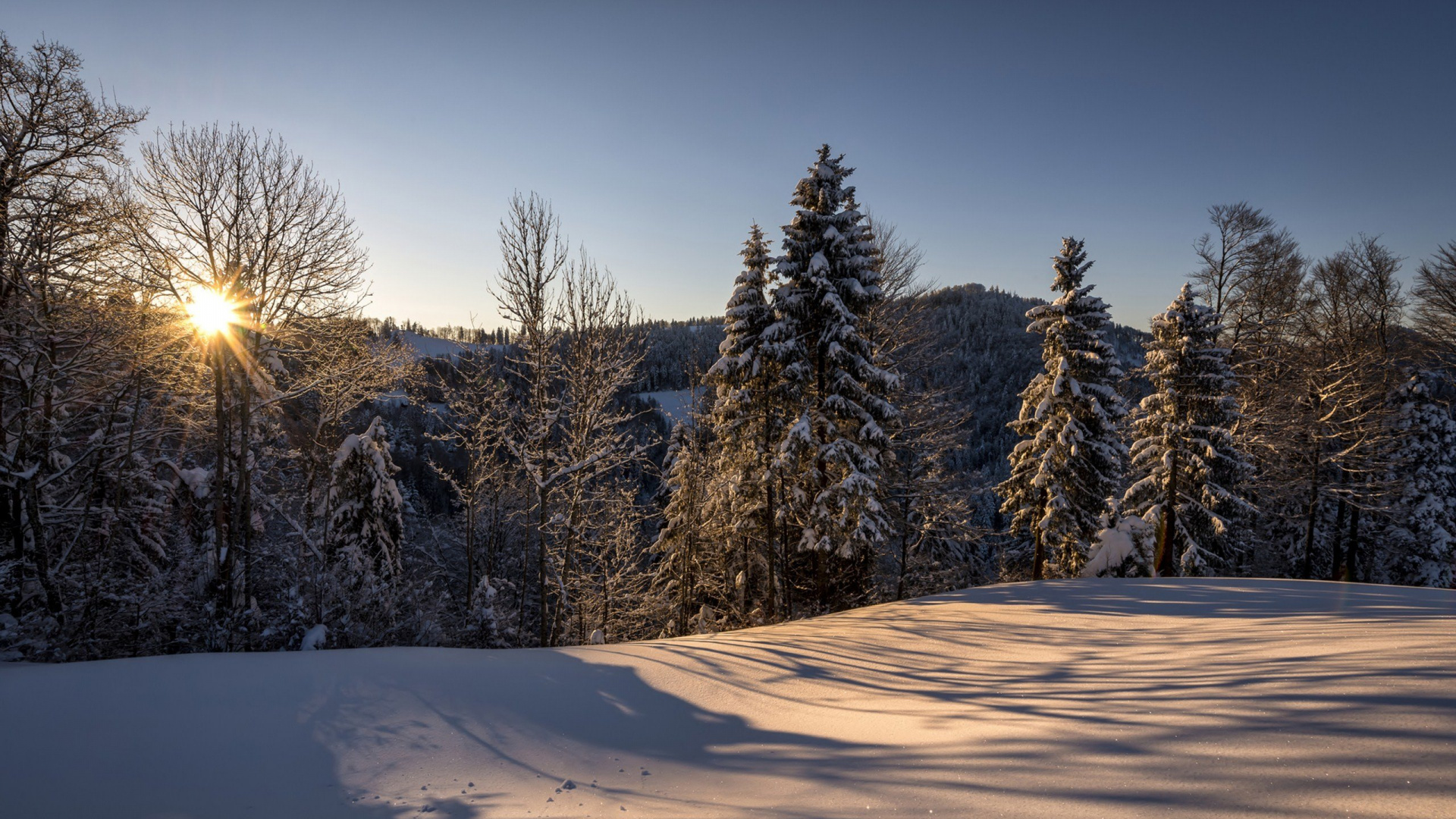 Green Pine Trees on Snow Covered Ground During Daytime. Wallpaper in 1920x1080 Resolution