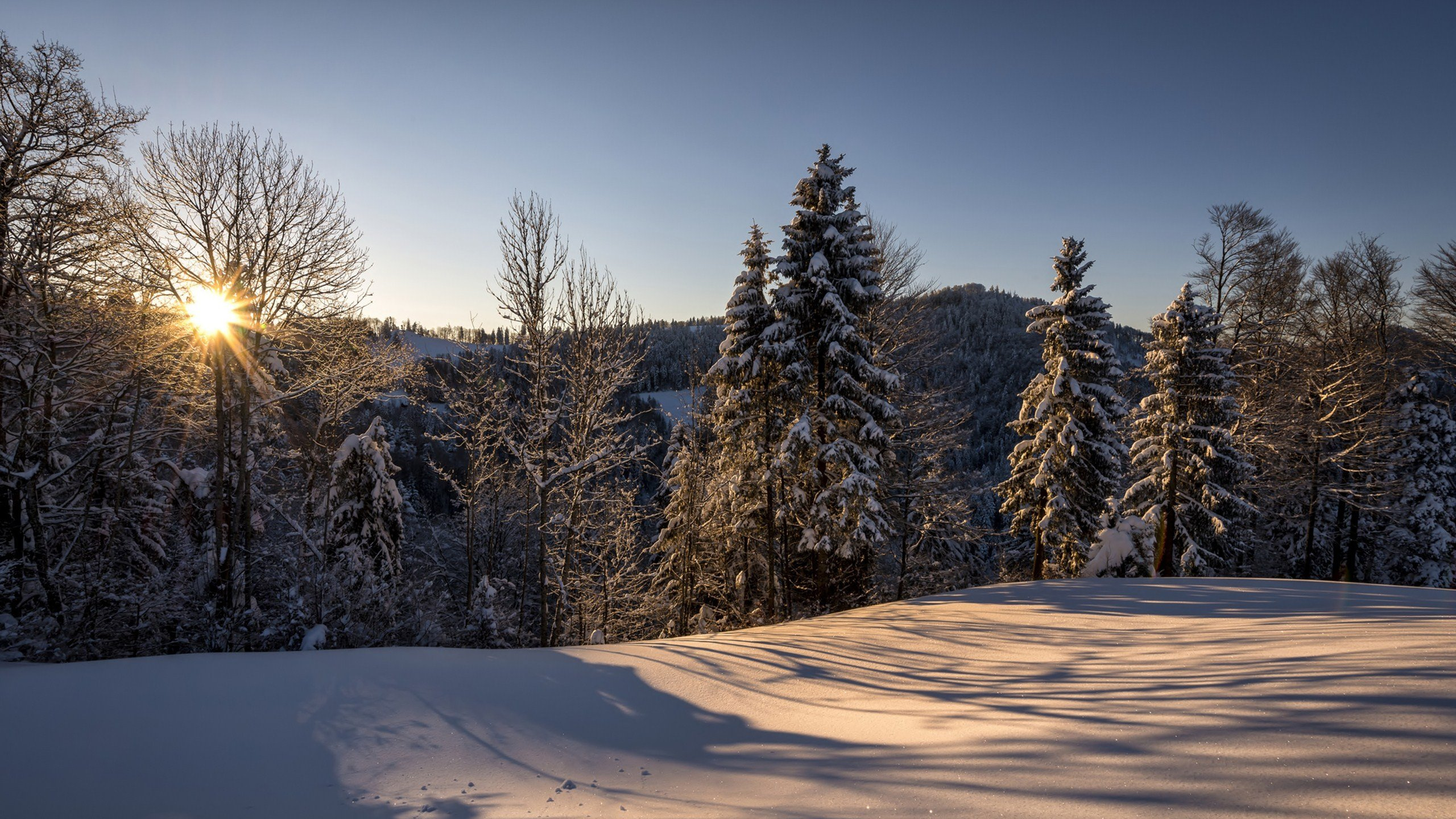 Green Pine Trees on Snow Covered Ground During Daytime. Wallpaper in 2560x1440 Resolution