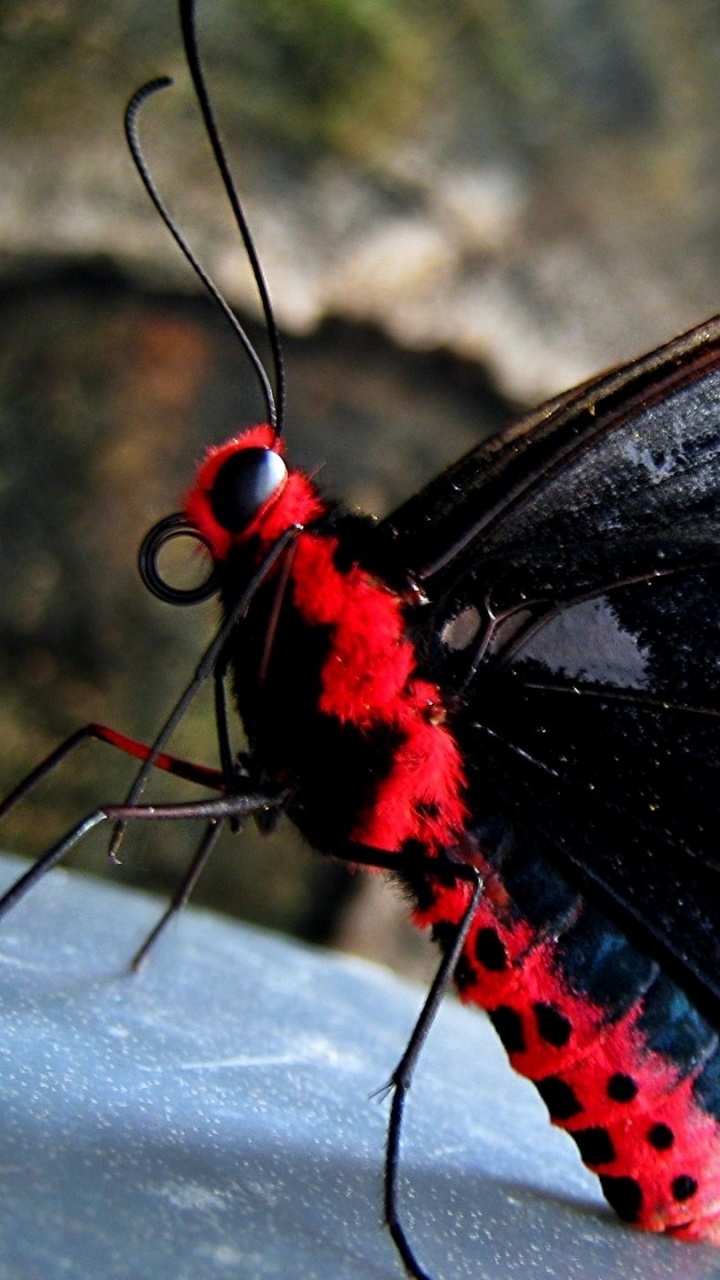 Black White and Red Butterfly Perched on White Flower in Close up Photography During Daytime. Wallpaper in 720x1280 Resolution
