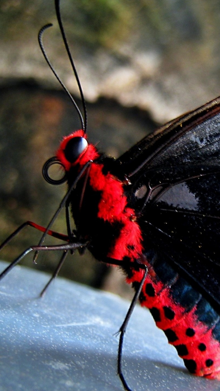 Black White and Red Butterfly Perched on White Flower in Close up Photography During Daytime. Wallpaper in 750x1334 Resolution