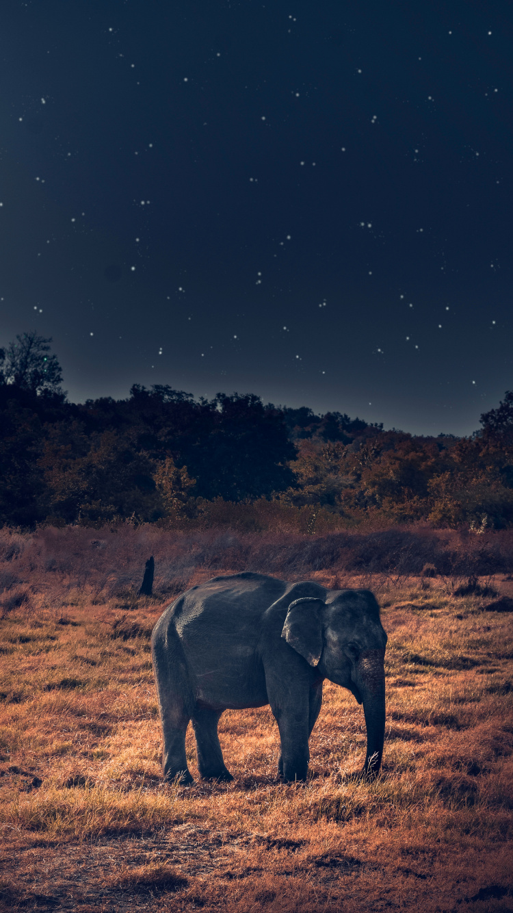 Éléphant Gris Marchant Sur un Champ Brun Pendant la Nuit. Wallpaper in 750x1334 Resolution