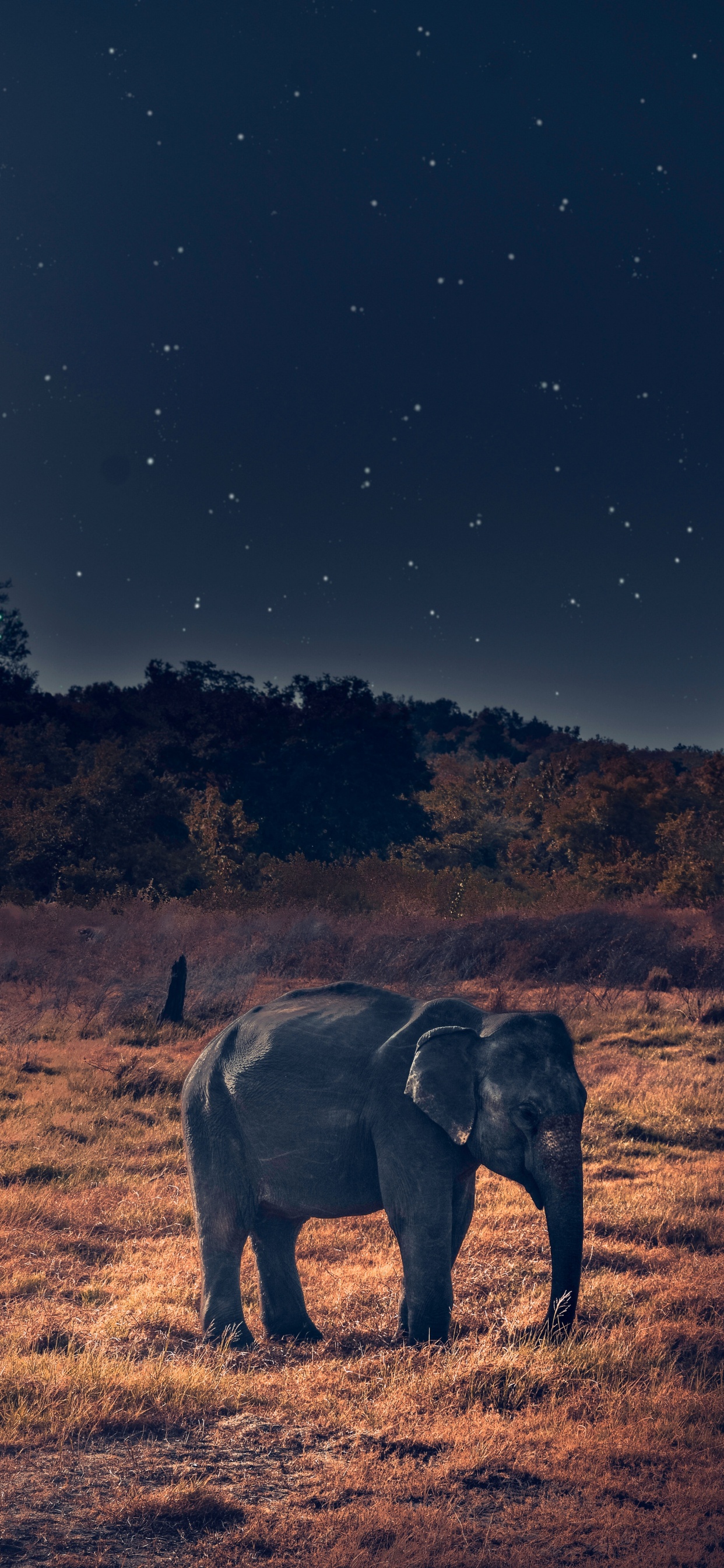 Elefante Gris Caminando Sobre Campo Marrón Durante la Noche. Wallpaper in 1242x2688 Resolution