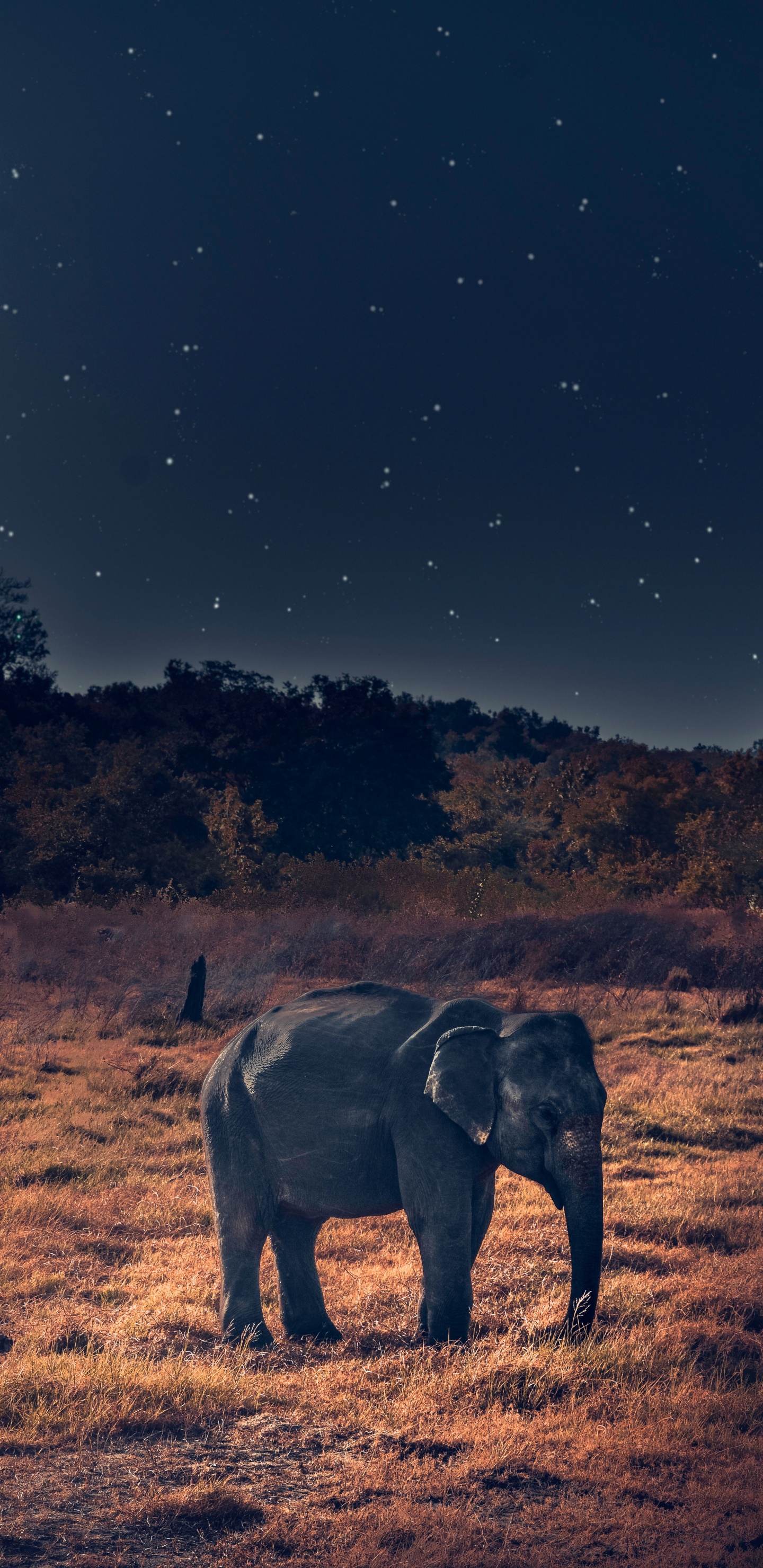 Gray Elephant Walking on Brown Field During Night Time. Wallpaper in 1440x2960 Resolution