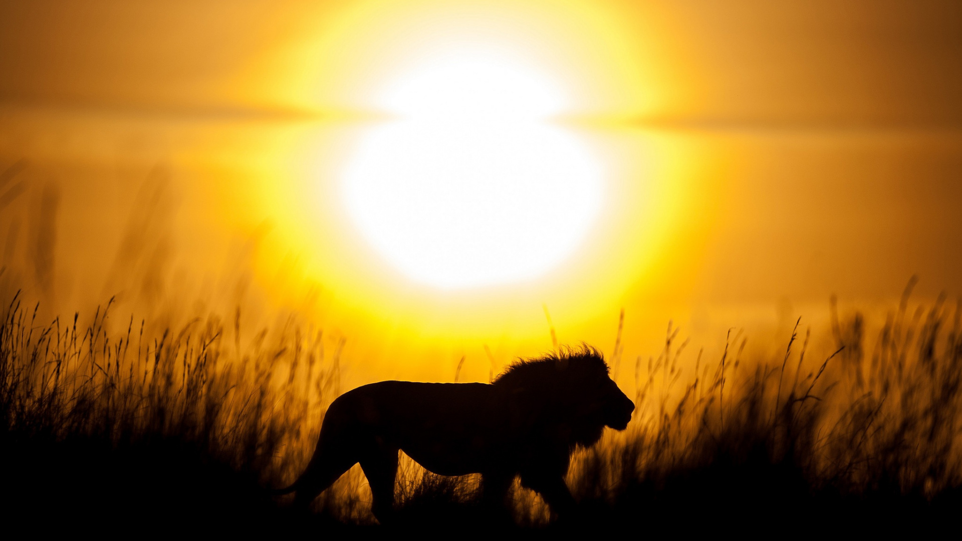 Chien Noir Sur Terrain en Herbe Pendant le Coucher du Soleil. Wallpaper in 1920x1080 Resolution