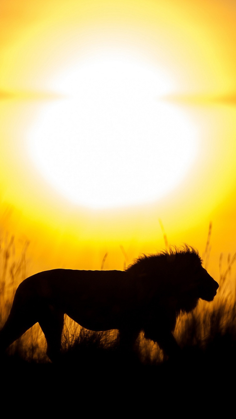 Black Dog on Grass Field During Sunset. Wallpaper in 750x1334 Resolution