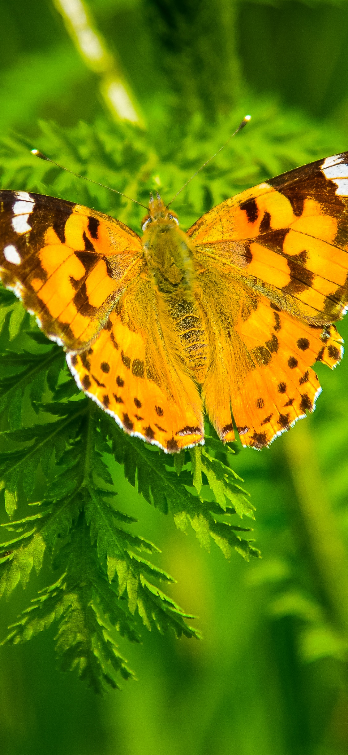Yellow and Black Butterfly on Green Plant. Wallpaper in 1125x2436 Resolution