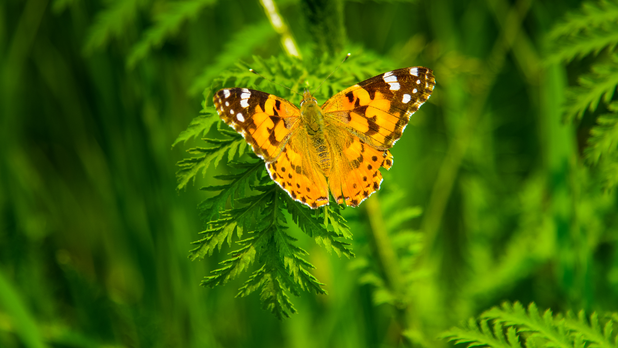 Yellow and Black Butterfly on Green Plant. Wallpaper in 2560x1440 Resolution