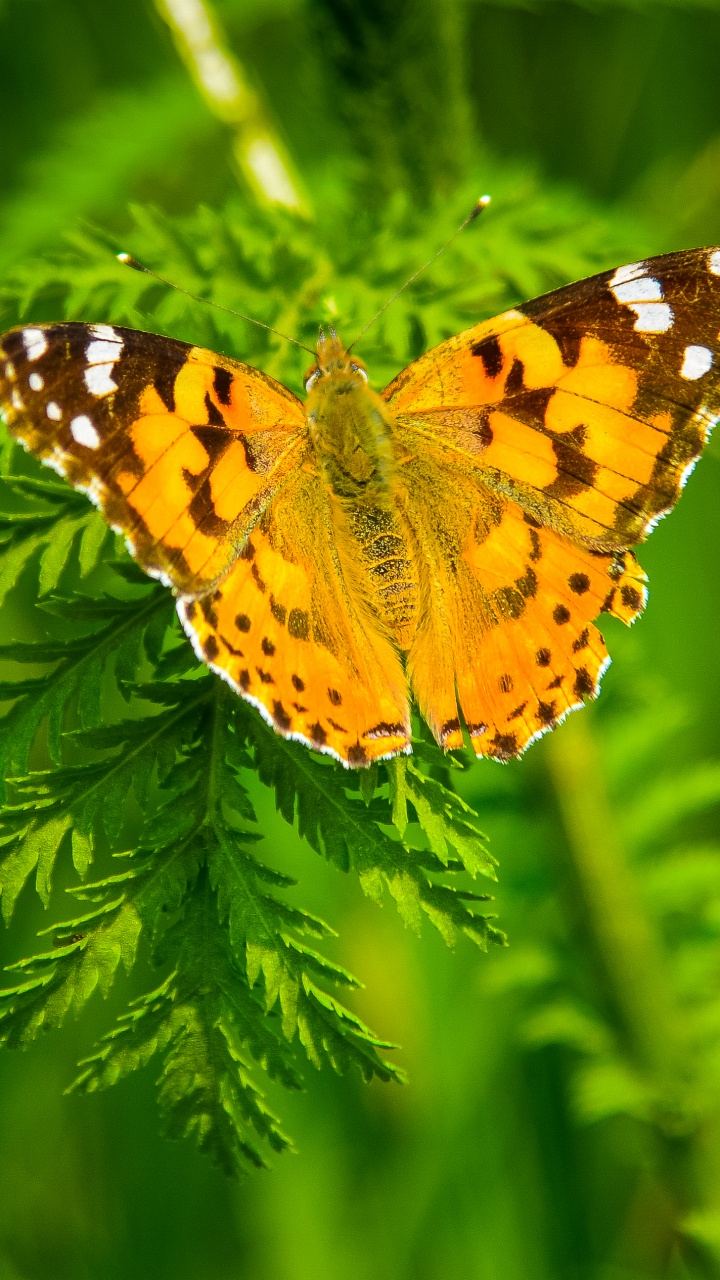 Gelber Und Schwarzer Schmetterling Auf Grüner Pflanze. Wallpaper in 720x1280 Resolution