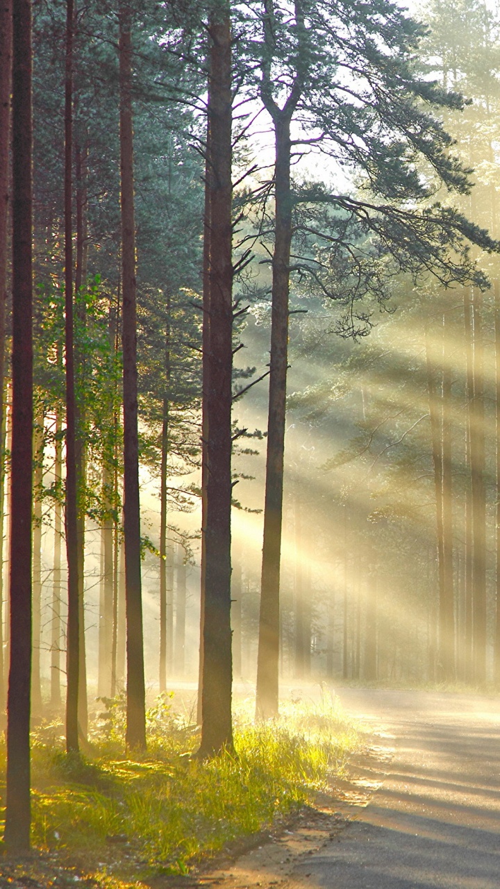 Tagsüber Grüne Bäume im Wald. Wallpaper in 720x1280 Resolution