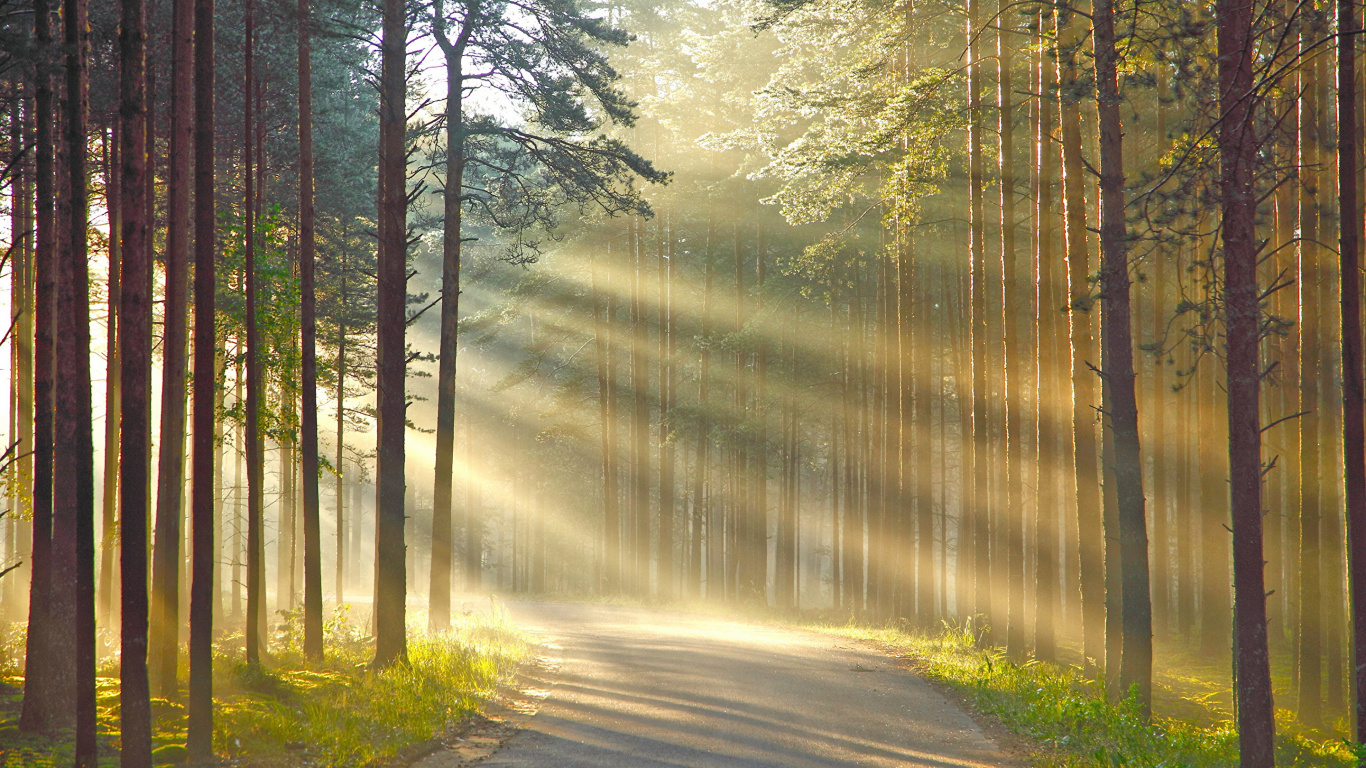 Arbres Verts Sur la Forêt Pendant la Journée. Wallpaper in 1366x768 Resolution