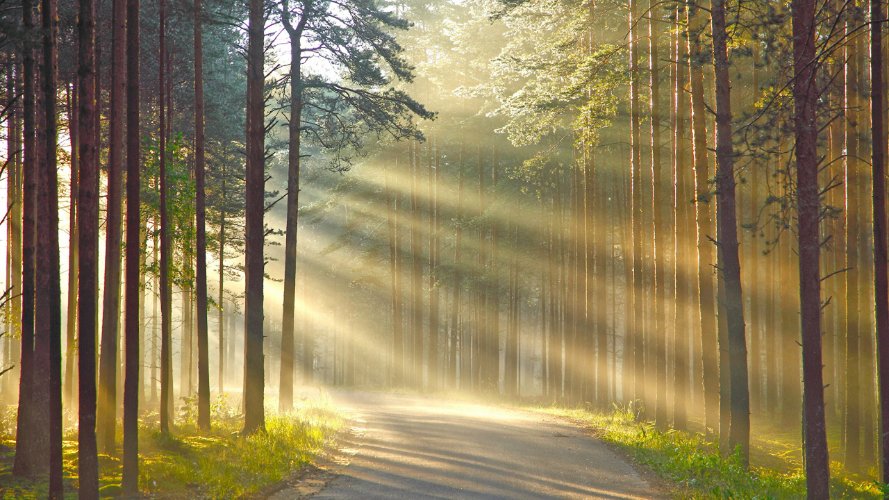 Green Trees on Forest During Daytime. Wallpaper in 1280x720 Resolution