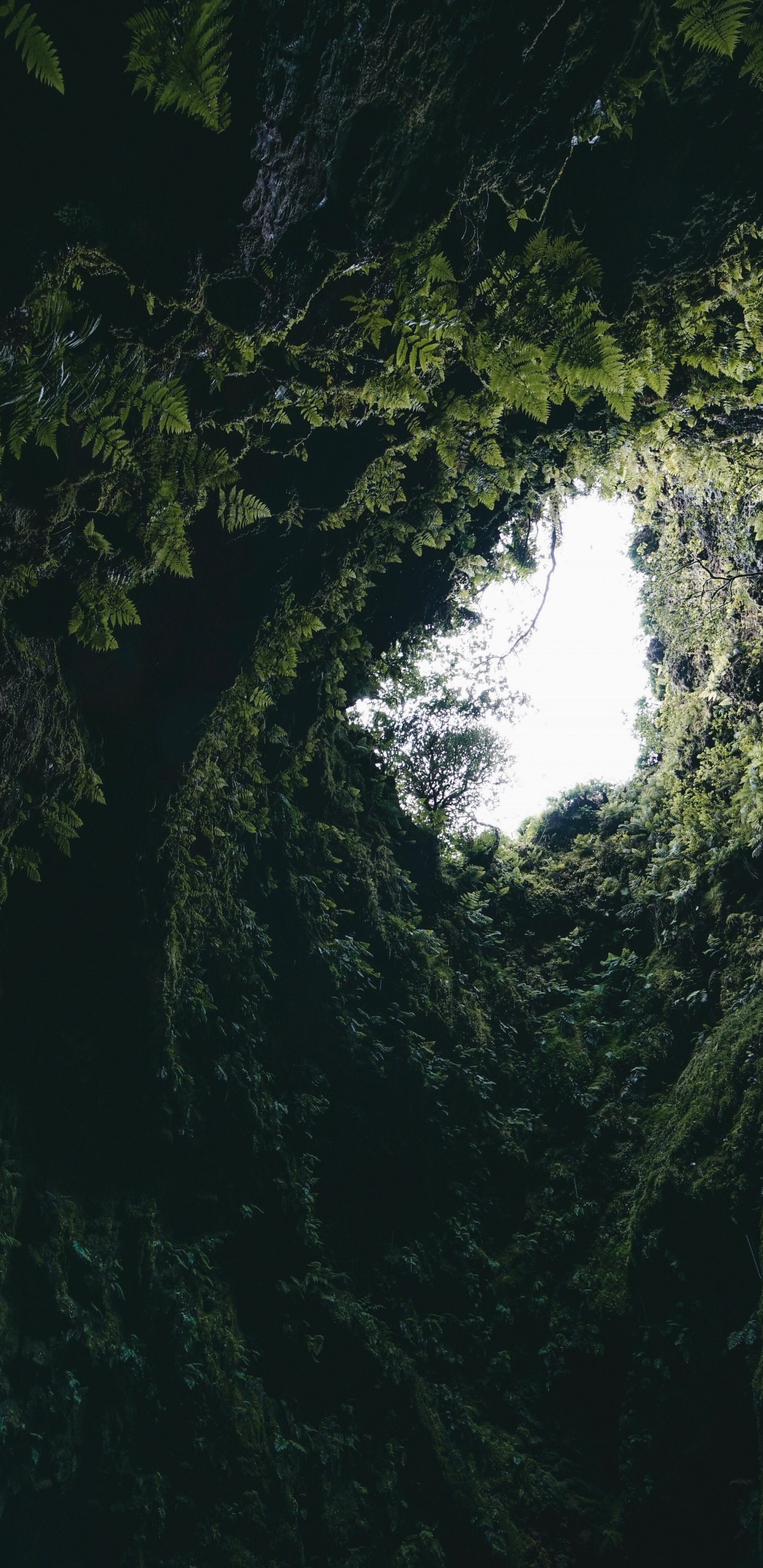 Green, Formation, Forêt, Obscurité, Grotte. Wallpaper in 1440x2960 Resolution