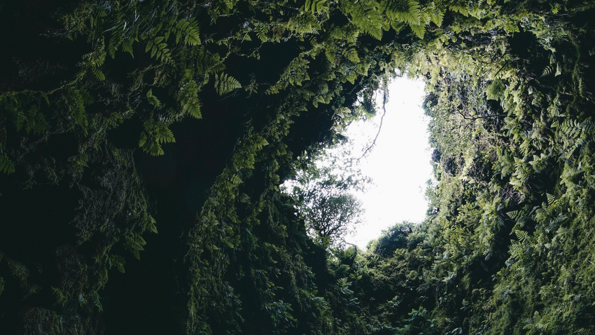 绿色的, 形成, 森林, 洞穴, 建筑 壁纸 1920x1080 允许