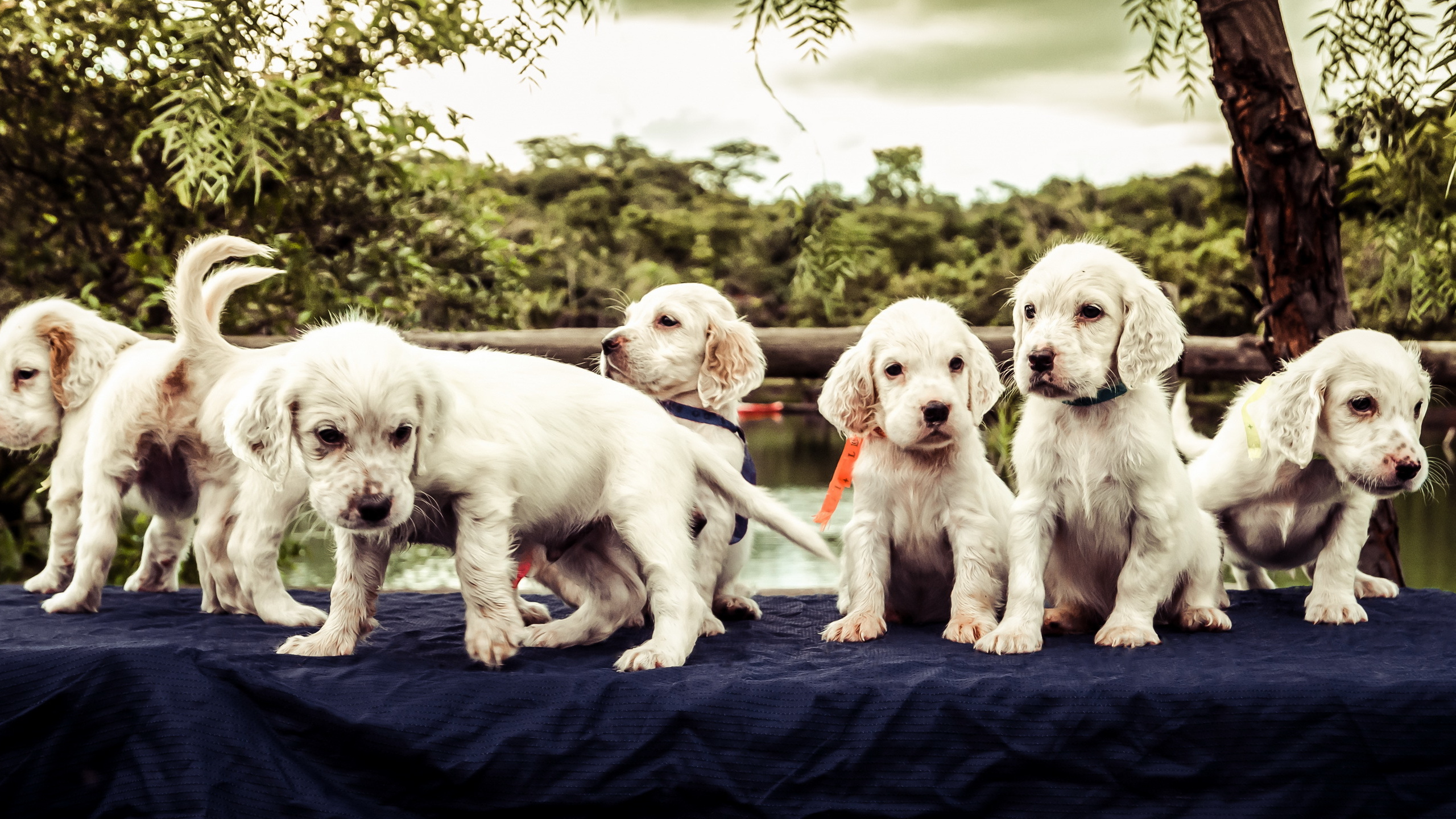 2 White and Brown Short Coated Puppies on Blue Textile. Wallpaper in 2560x1440 Resolution