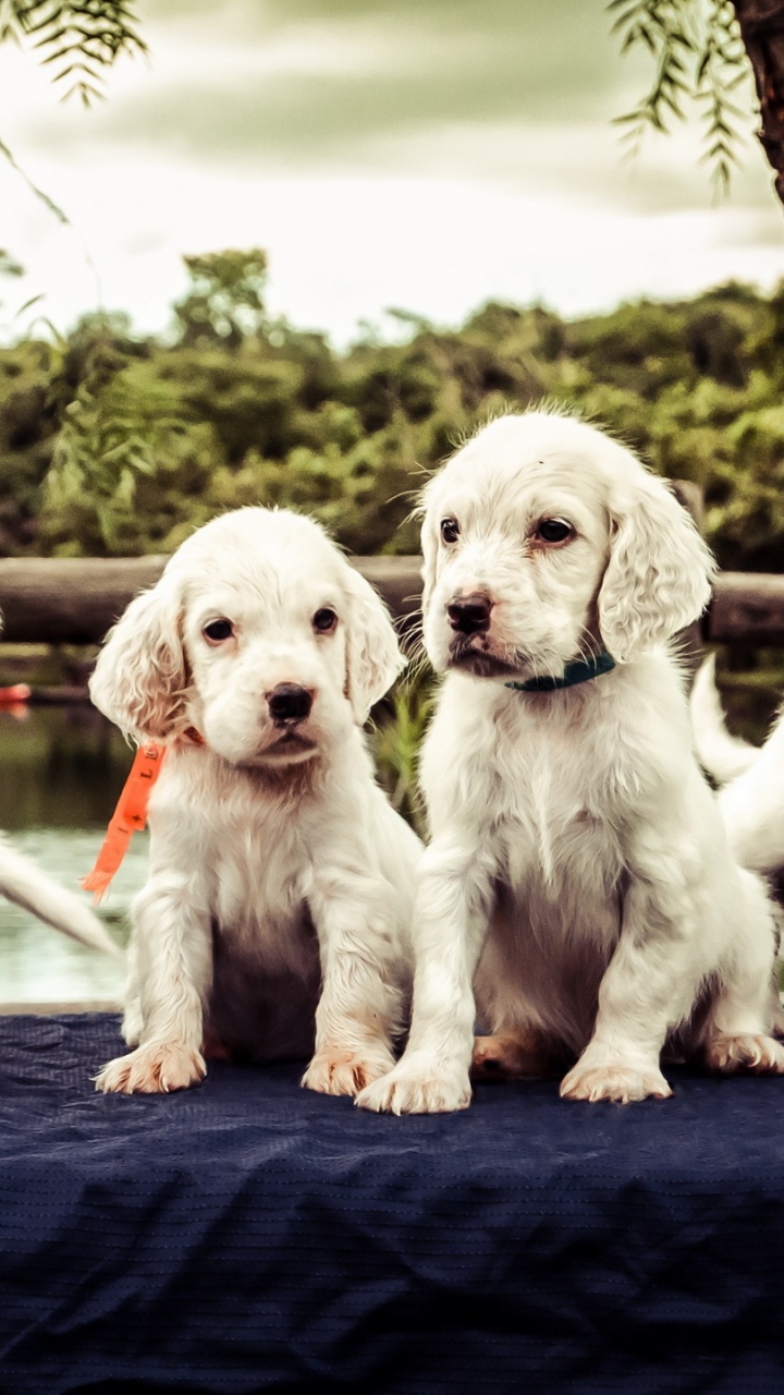 2 White and Brown Short Coated Puppies on Blue Textile. Wallpaper in 720x1280 Resolution