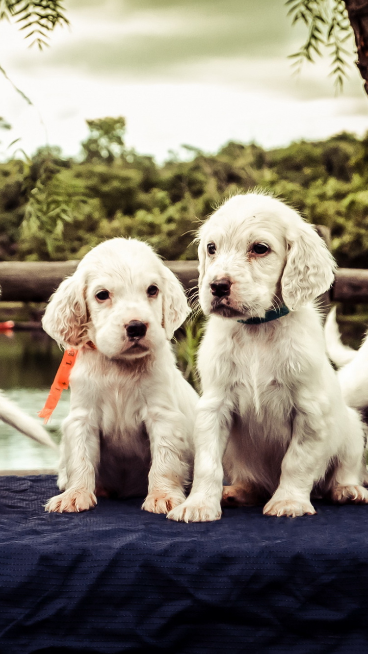 2 White and Brown Short Coated Puppies on Blue Textile. Wallpaper in 750x1334 Resolution