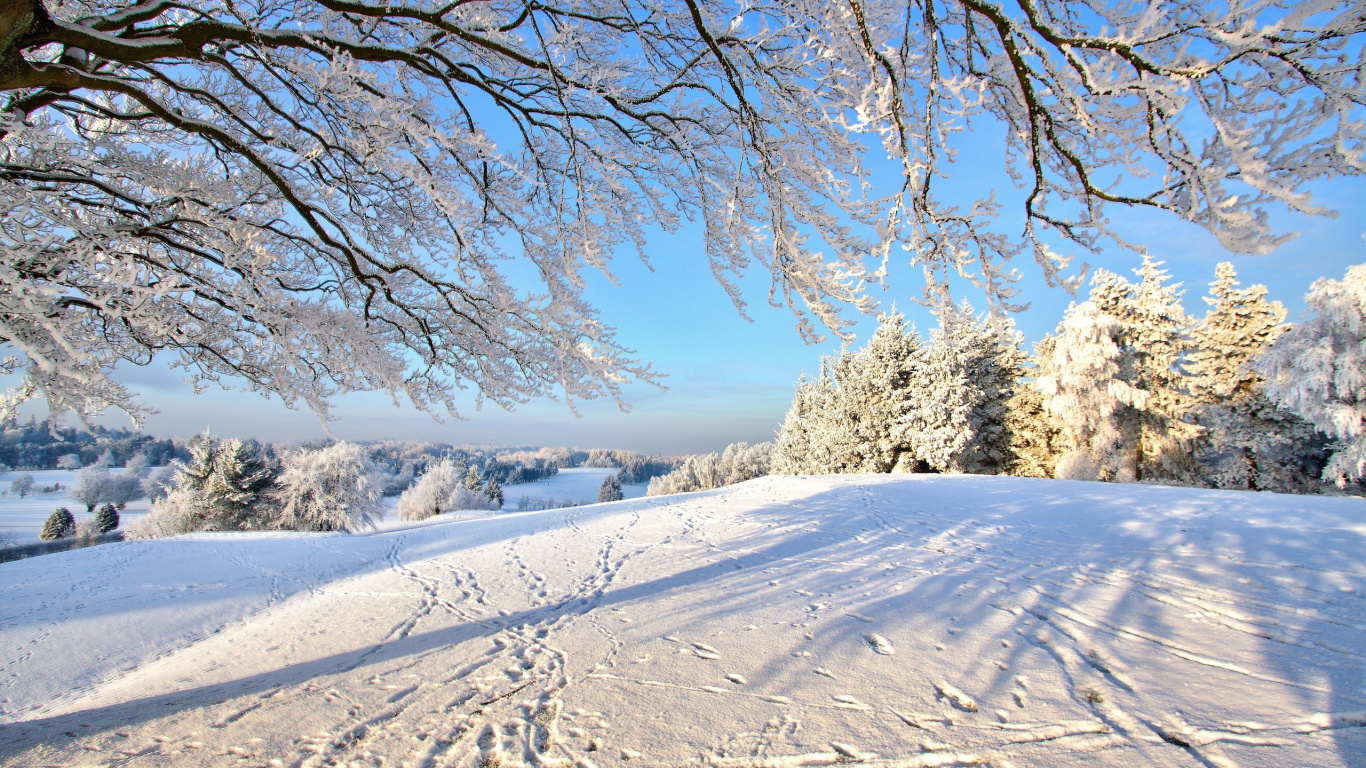 Brauner Baum Auf Schneebedecktem Boden Tagsüber. Wallpaper in 1366x768 Resolution