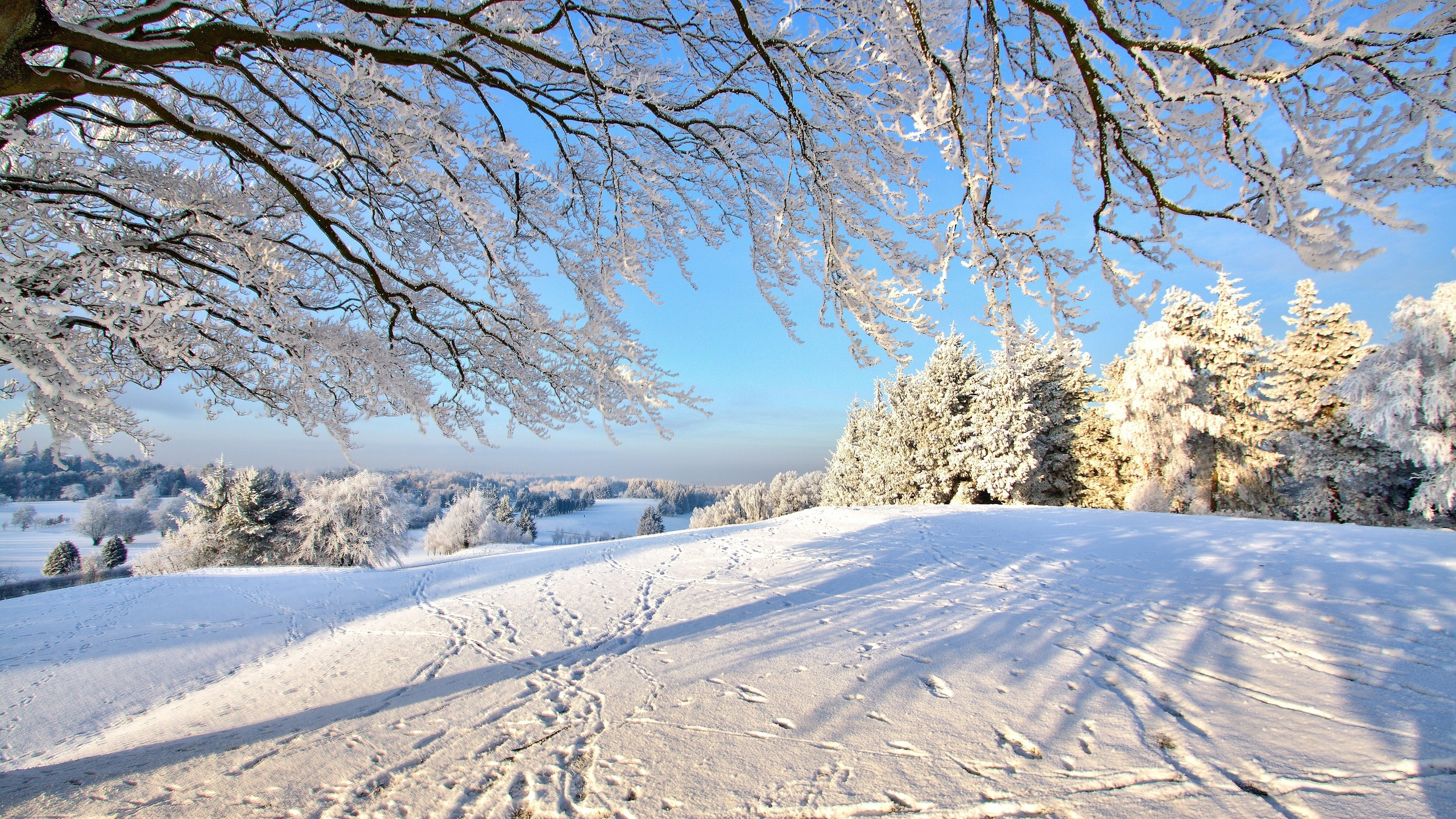Brauner Baum Auf Schneebedecktem Boden Tagsüber. Wallpaper in 2560x1440 Resolution