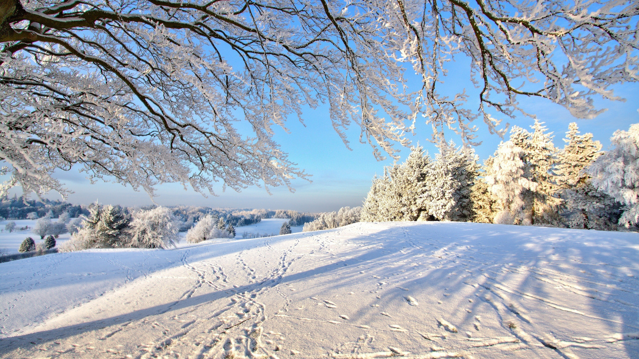 Arbre Brun Sur Sol Couvert de Neige Pendant la Journée. Wallpaper in 1280x720 Resolution
