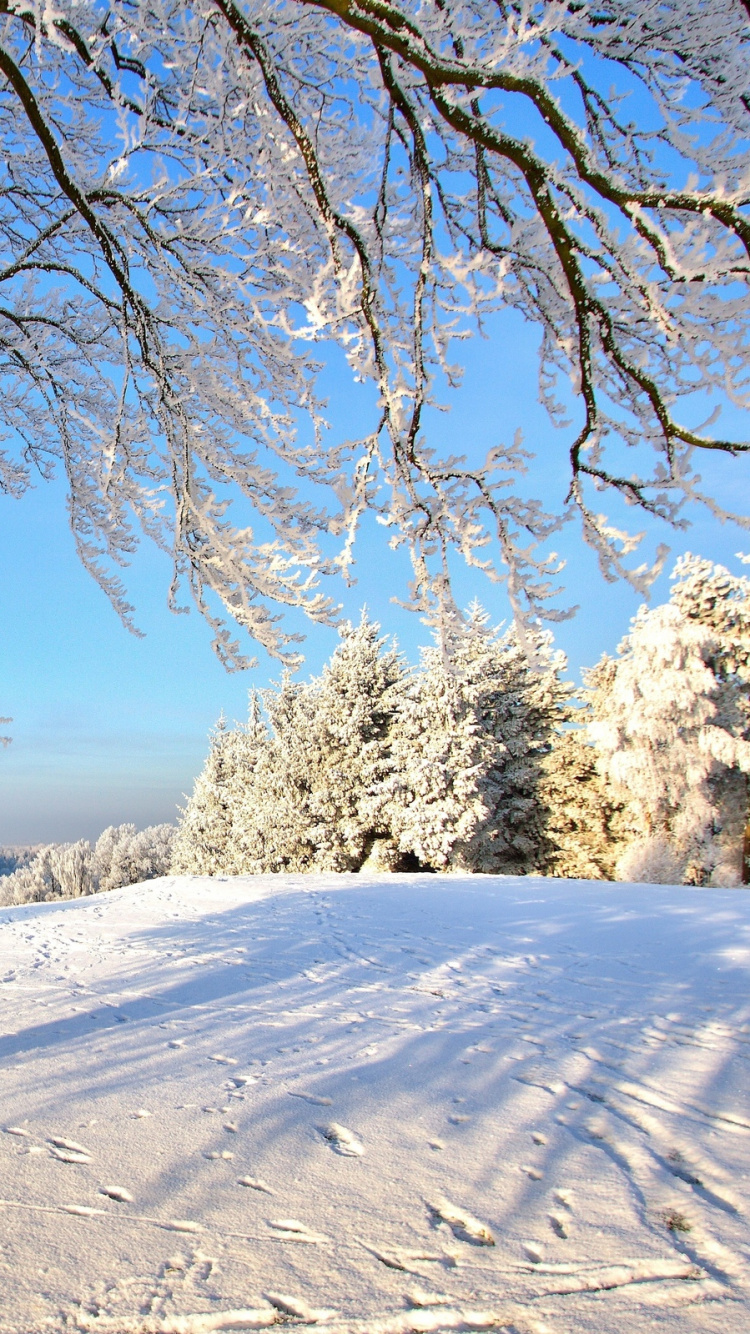 Arbre Brun Sur Sol Couvert de Neige Pendant la Journée. Wallpaper in 750x1334 Resolution