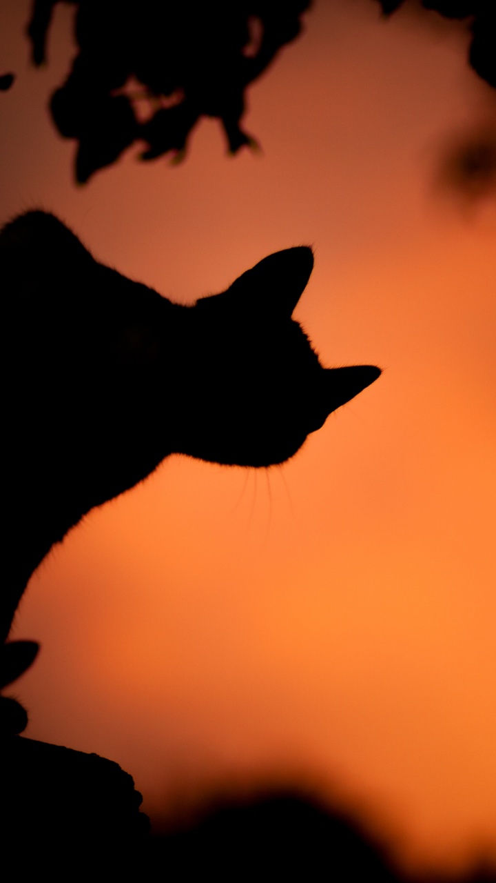 Äpfeln, Ios, Apple Watch, Atmosphäre, Katze. Wallpaper in 720x1280 Resolution