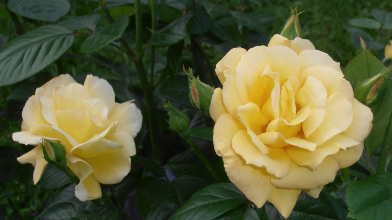 Gelbe Blume in Nahaufnahme Close. Wallpaper in 1366x768 Resolution