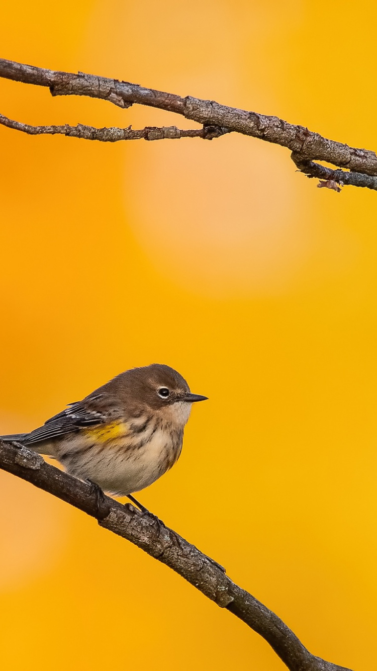 Oiseau Brun et Blanc Sur Une Branche D'arbre. Wallpaper in 750x1334 Resolution