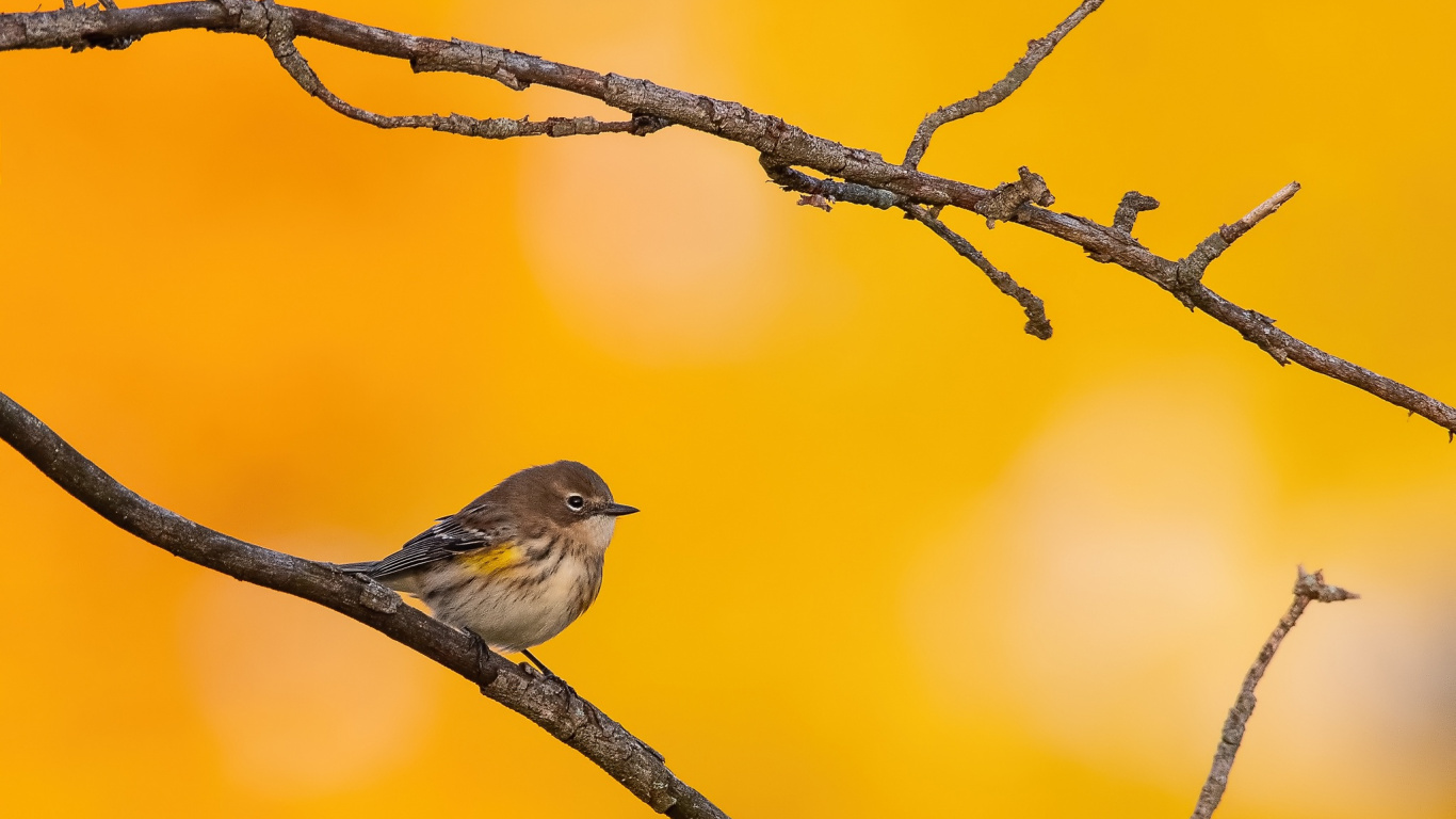 Brown and White Bird on Tree Branch. Wallpaper in 1366x768 Resolution