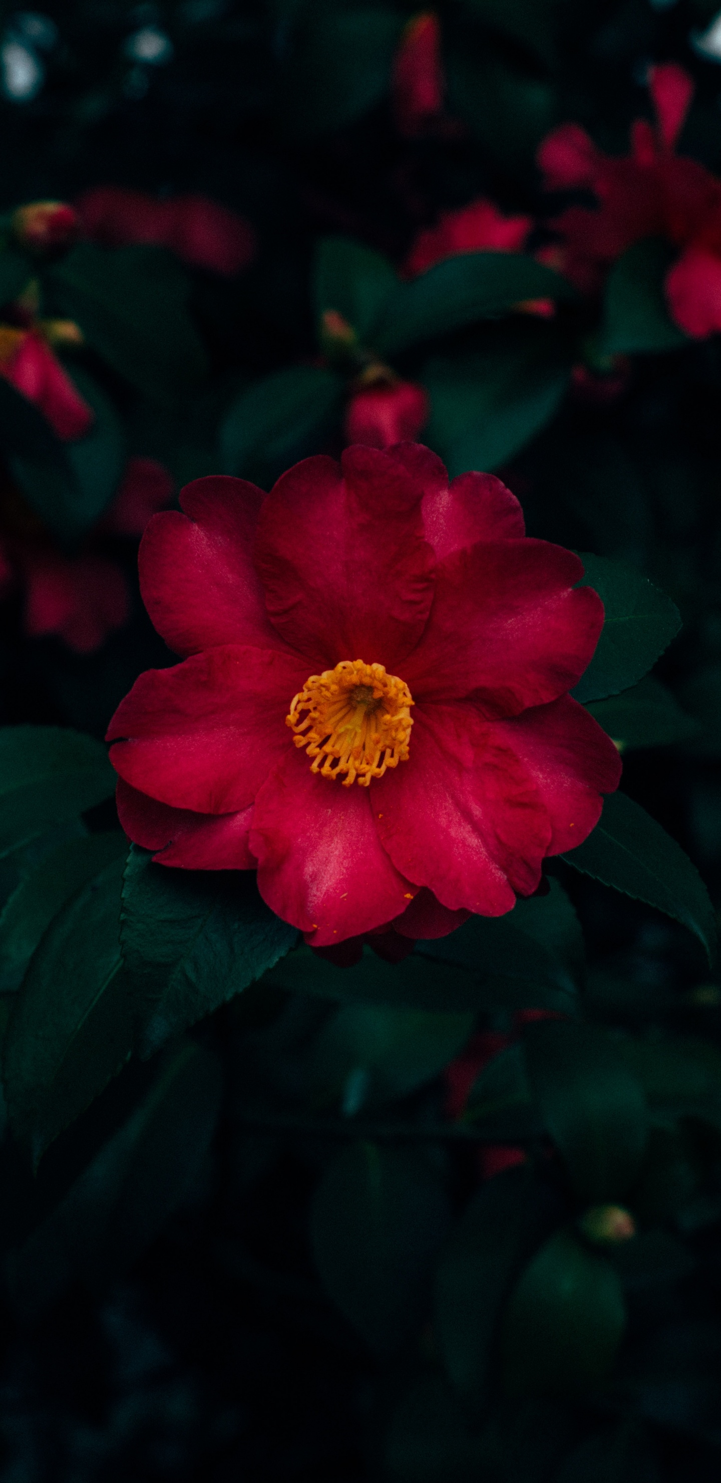 Rote Und Gelbe Blume in Nahaufnahmen. Wallpaper in 1440x2960 Resolution