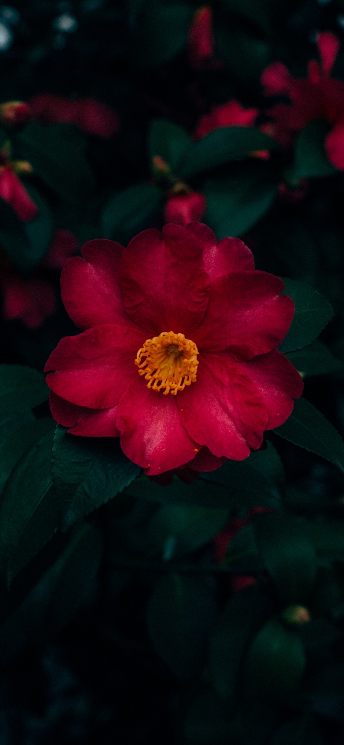 Red and Yellow Flower in Close up Photography. Wallpaper in 1125x2436 Resolution