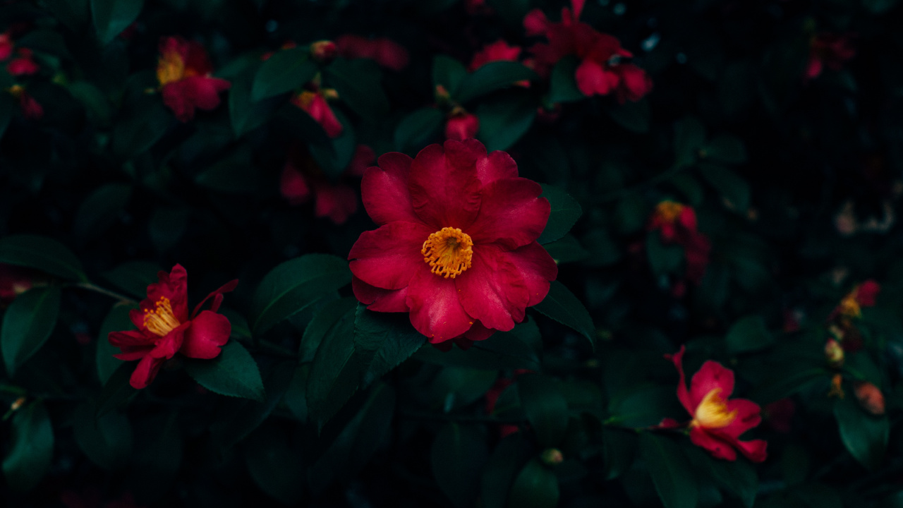 Red and Yellow Flower in Close up Photography. Wallpaper in 1280x720 Resolution