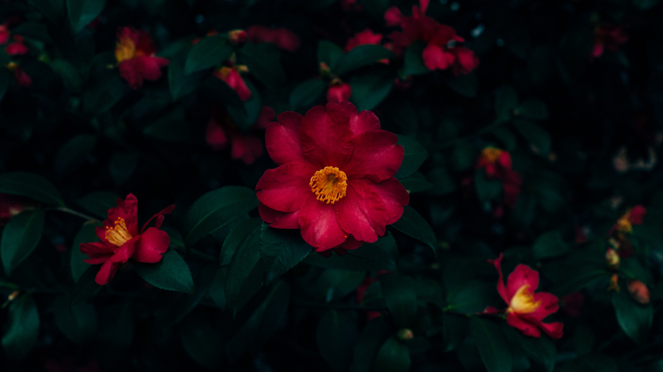 Red and Yellow Flower in Close up Photography. Wallpaper in 1366x768 Resolution