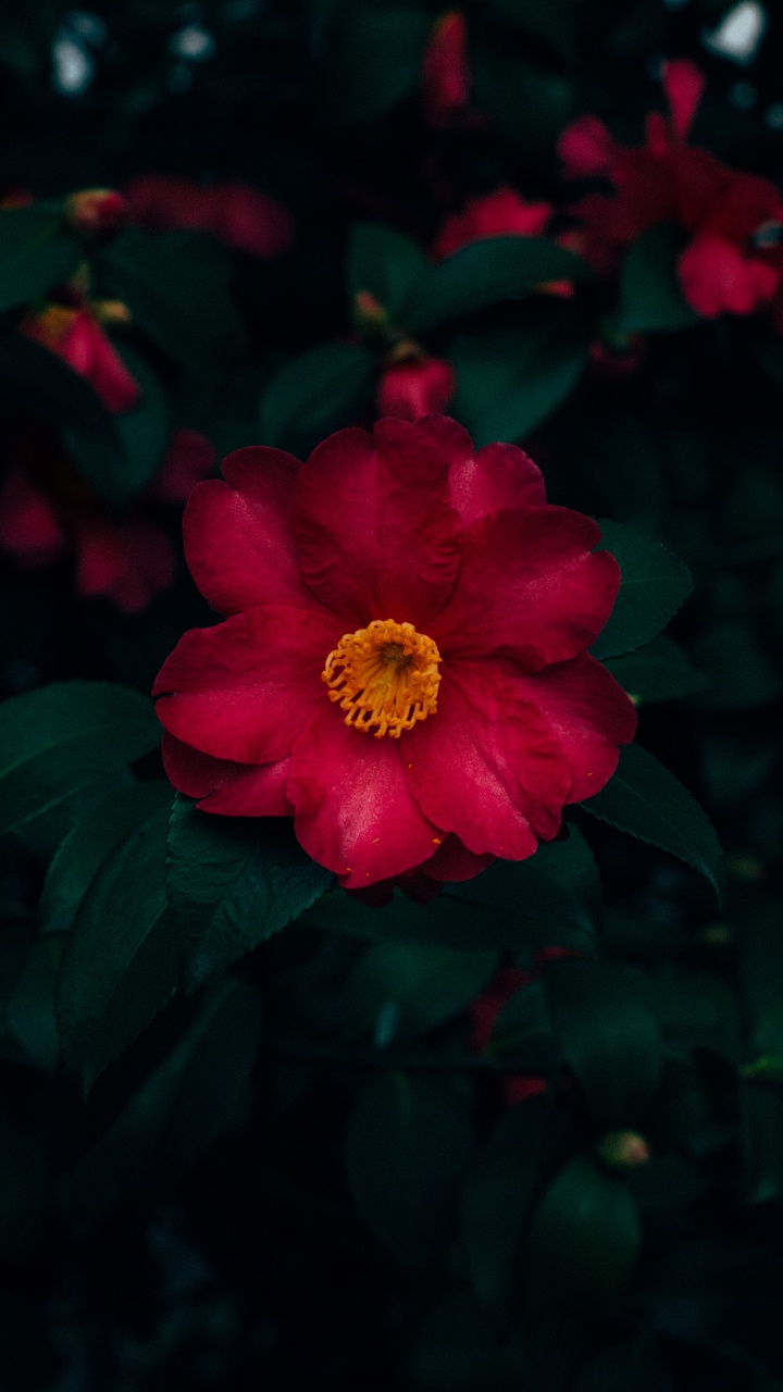 Red and Yellow Flower in Close up Photography. Wallpaper in 720x1280 Resolution