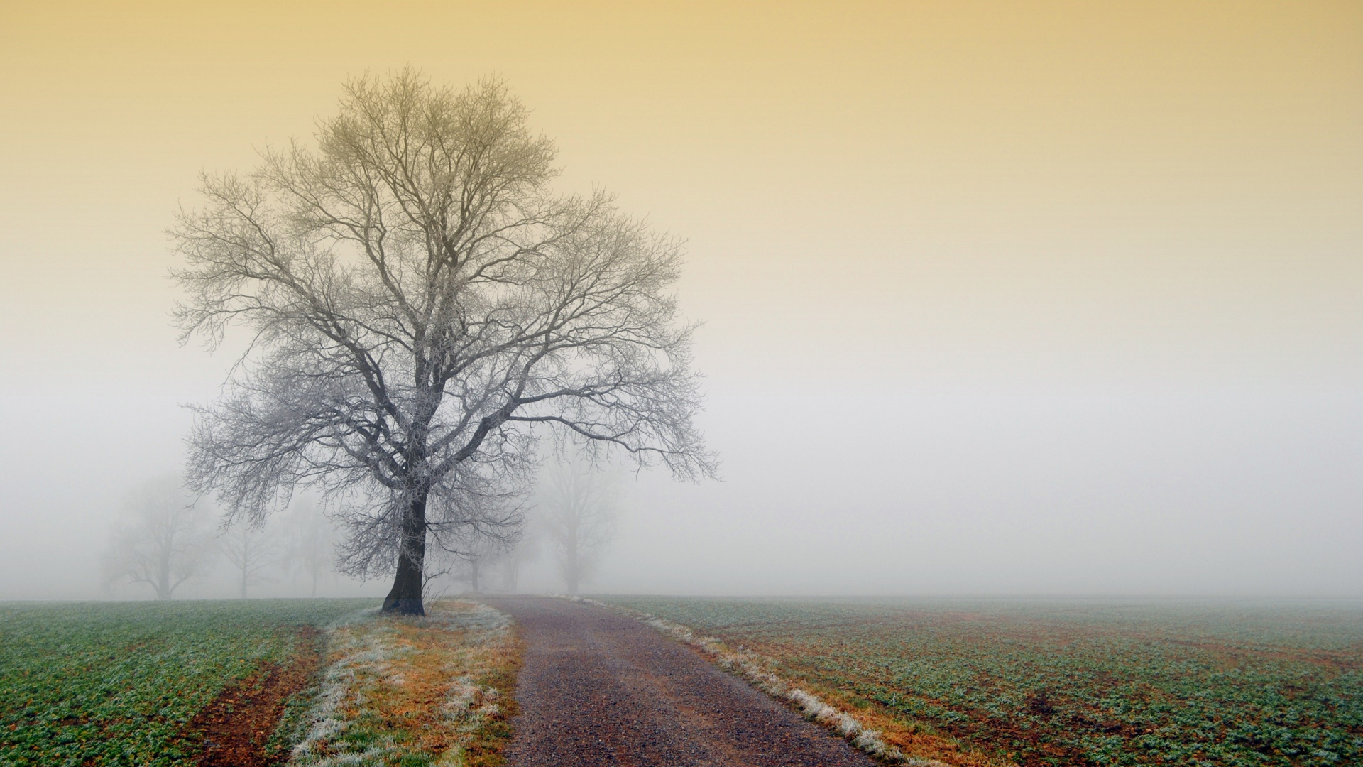 Leafless Tree on Brown Dirt Road. Wallpaper in 1920x1080 Resolution