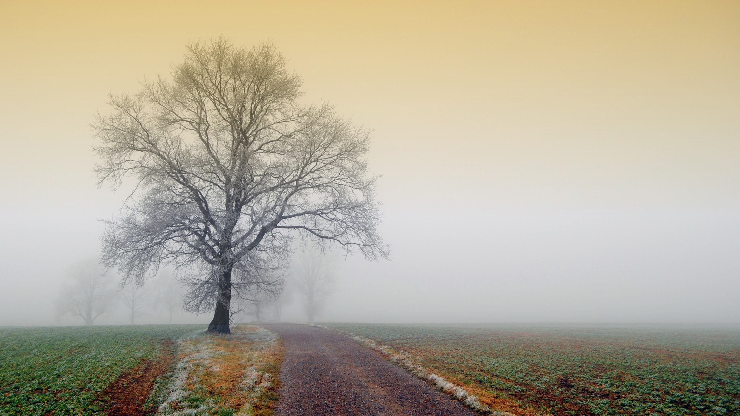 Leafless Tree on Brown Dirt Road. Wallpaper in 2560x1440 Resolution