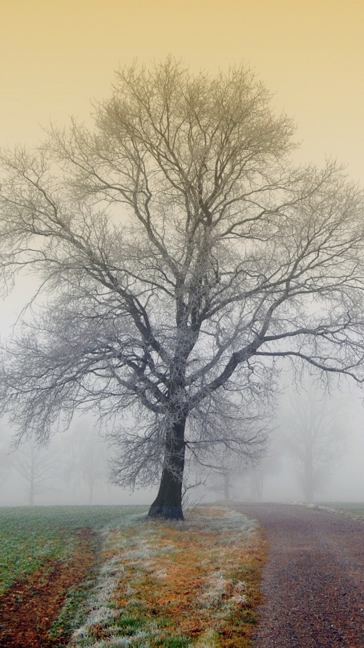 Leafless Tree on Brown Dirt Road. Wallpaper in 720x1280 Resolution