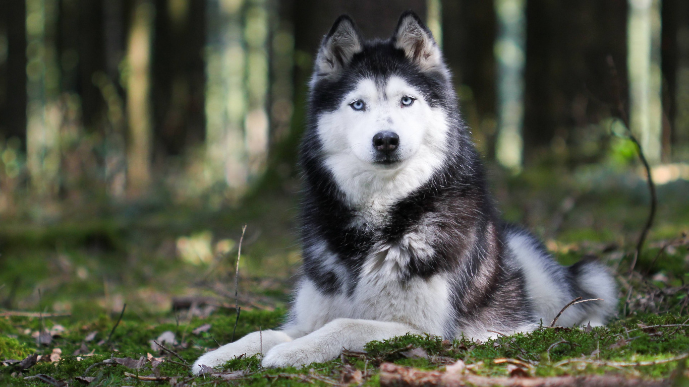 Black and White Siberian Husky Lying on Green Grass During Daytime. Wallpaper in 1366x768 Resolution