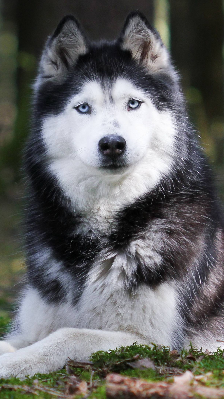 Husky Siberiano en Blanco y Negro Acostado Sobre la Hierba Verde Durante el Día. Wallpaper in 750x1334 Resolution