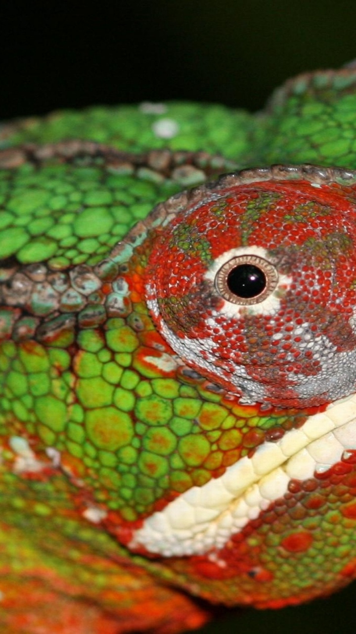 Green and Red Chameleon on Tree Branch. Wallpaper in 720x1280 Resolution