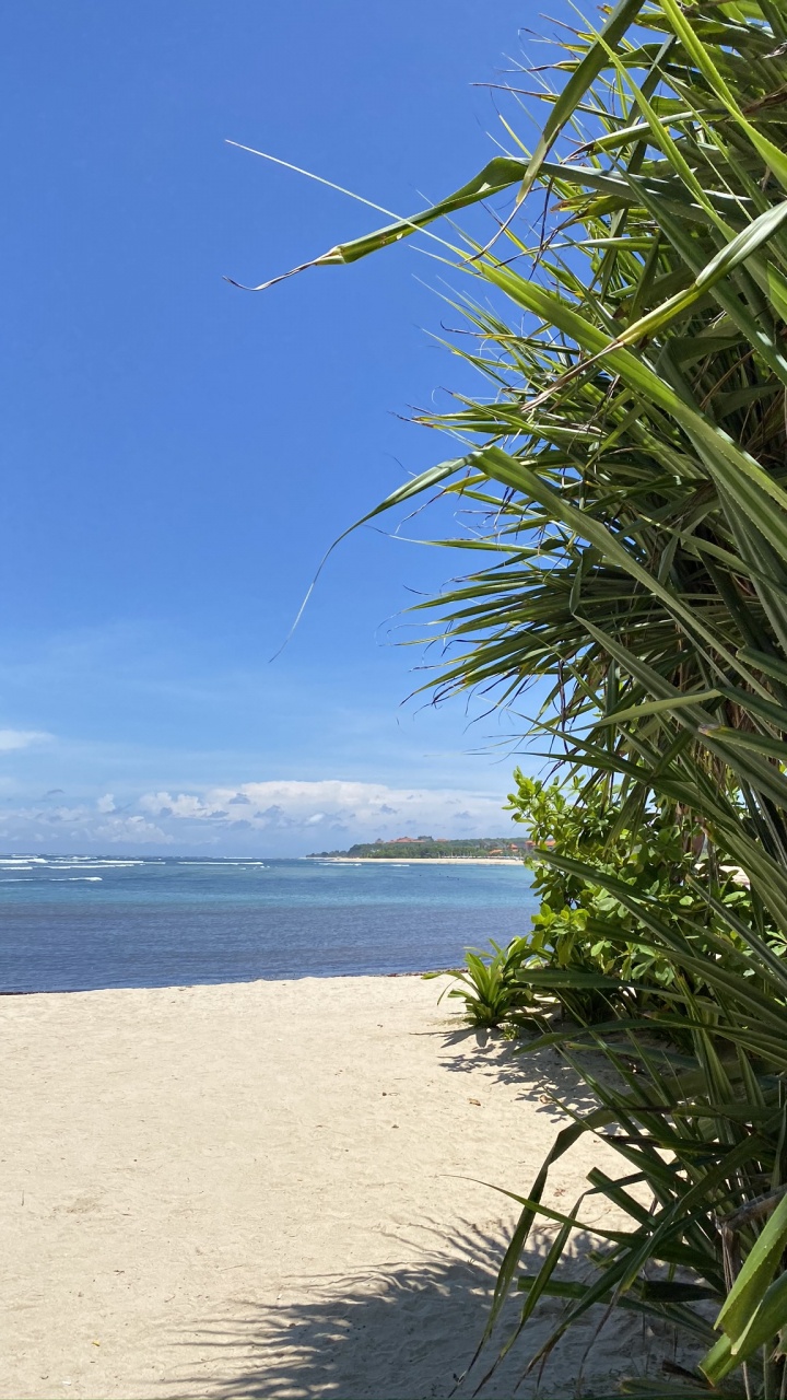 Agua, Palmera, Oceano, Azure, Orilla. Wallpaper in 720x1280 Resolution