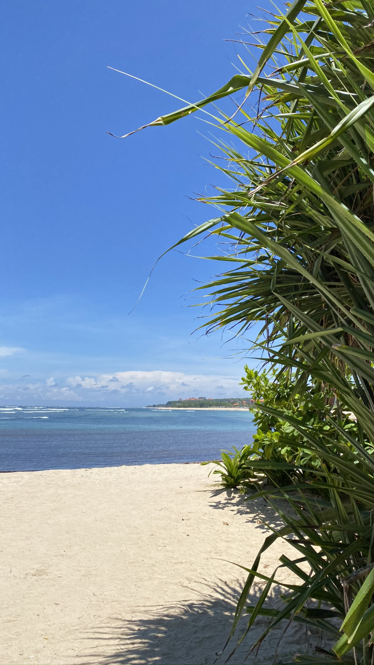 Grasses, Water, Palm Trees, Ocean, Azure. Wallpaper in 750x1334 Resolution
