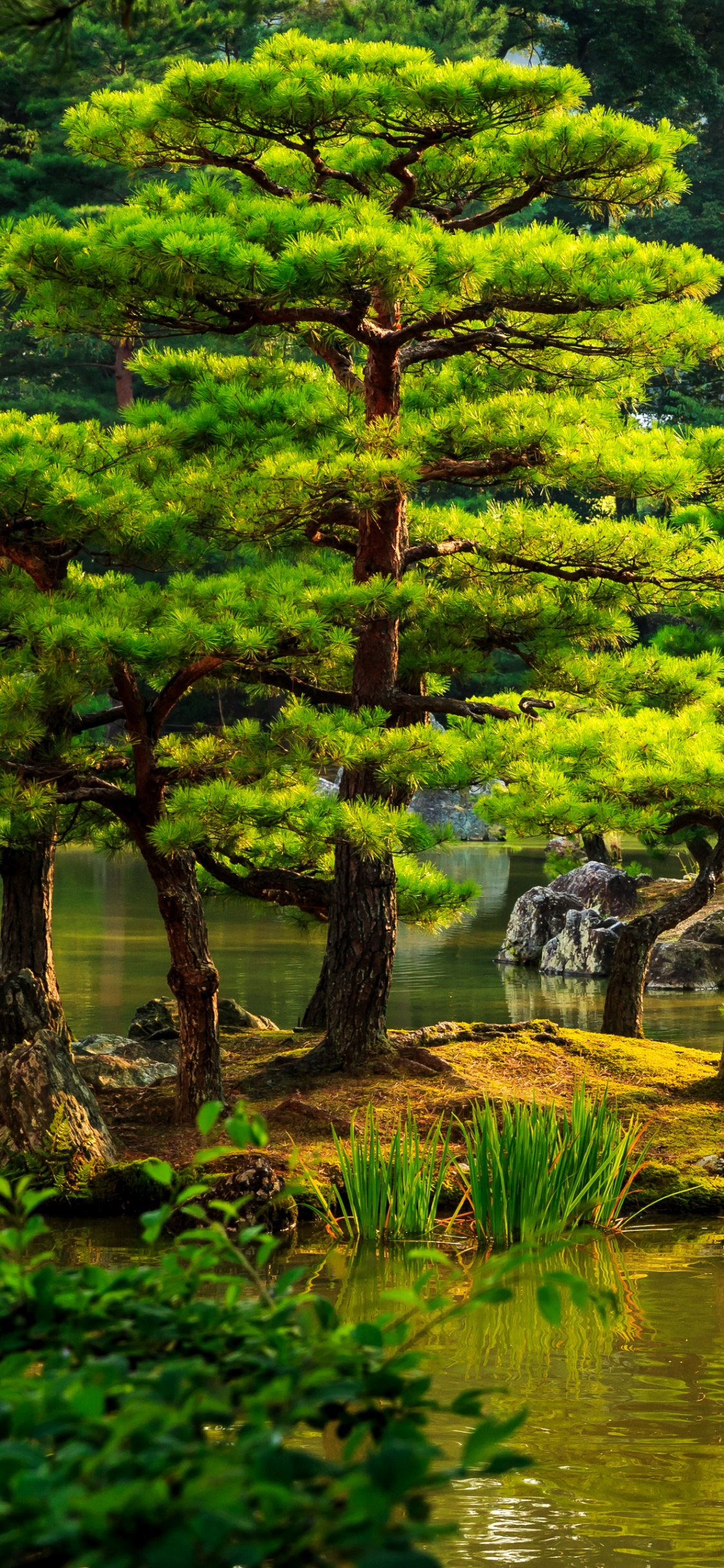 Green Trees Beside River During Daytime. Wallpaper in 1125x2436 Resolution
