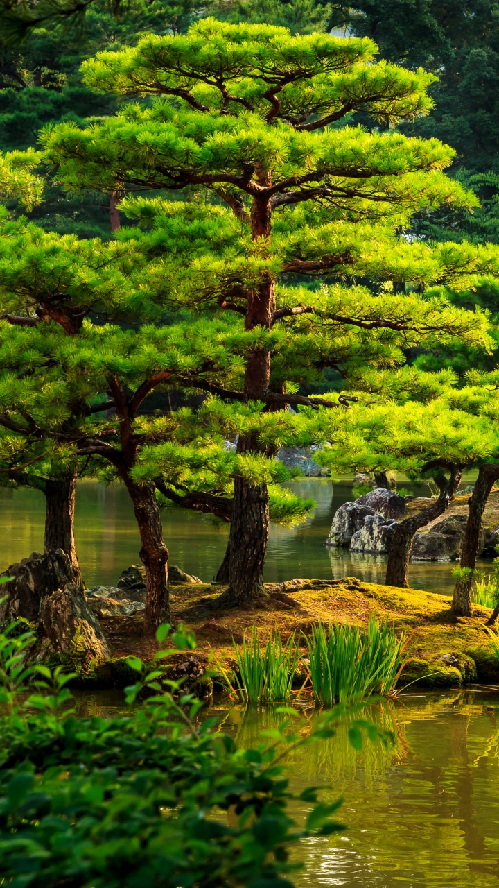 Green Trees Beside River During Daytime. Wallpaper in 720x1280 Resolution