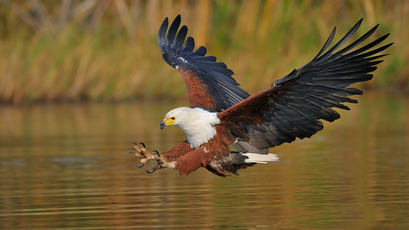 Aigle Noir et Blanc Volant Pendant la Journée. Wallpaper in 1366x768 Resolution