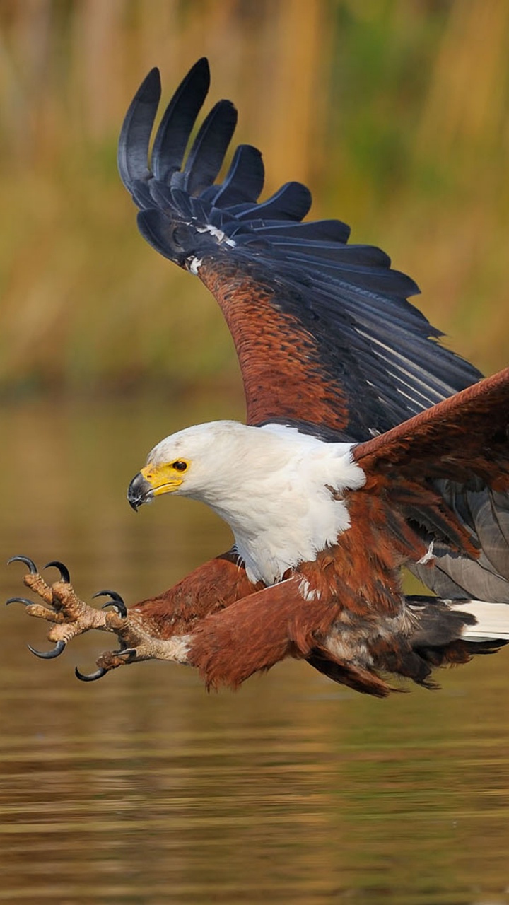 Águila Blanca y Negra Volando Durante el Día. Wallpaper in 720x1280 Resolution