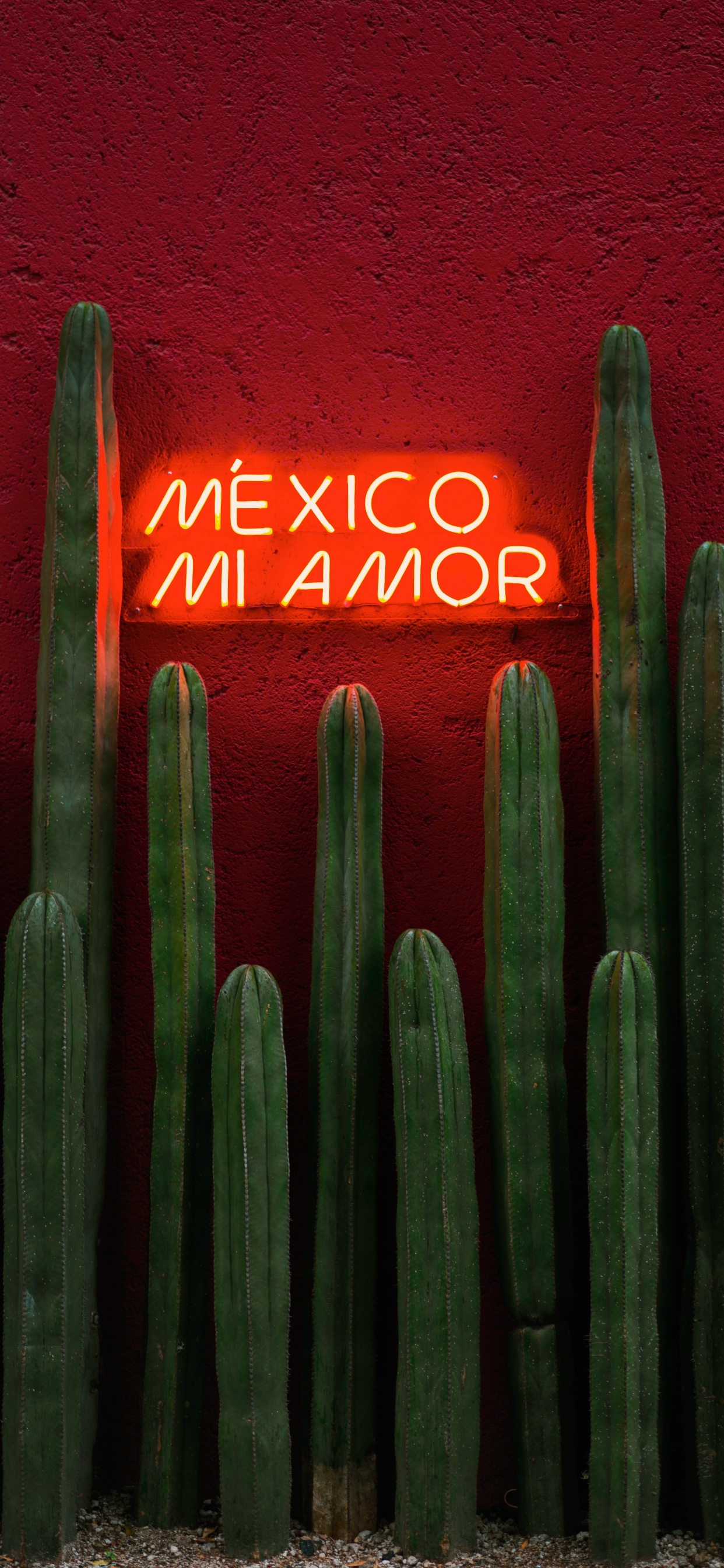 Gr, Saguaro, Kaktus, San Pedro Kaktus, Farbigkeit. Wallpaper in 1242x2688 Resolution